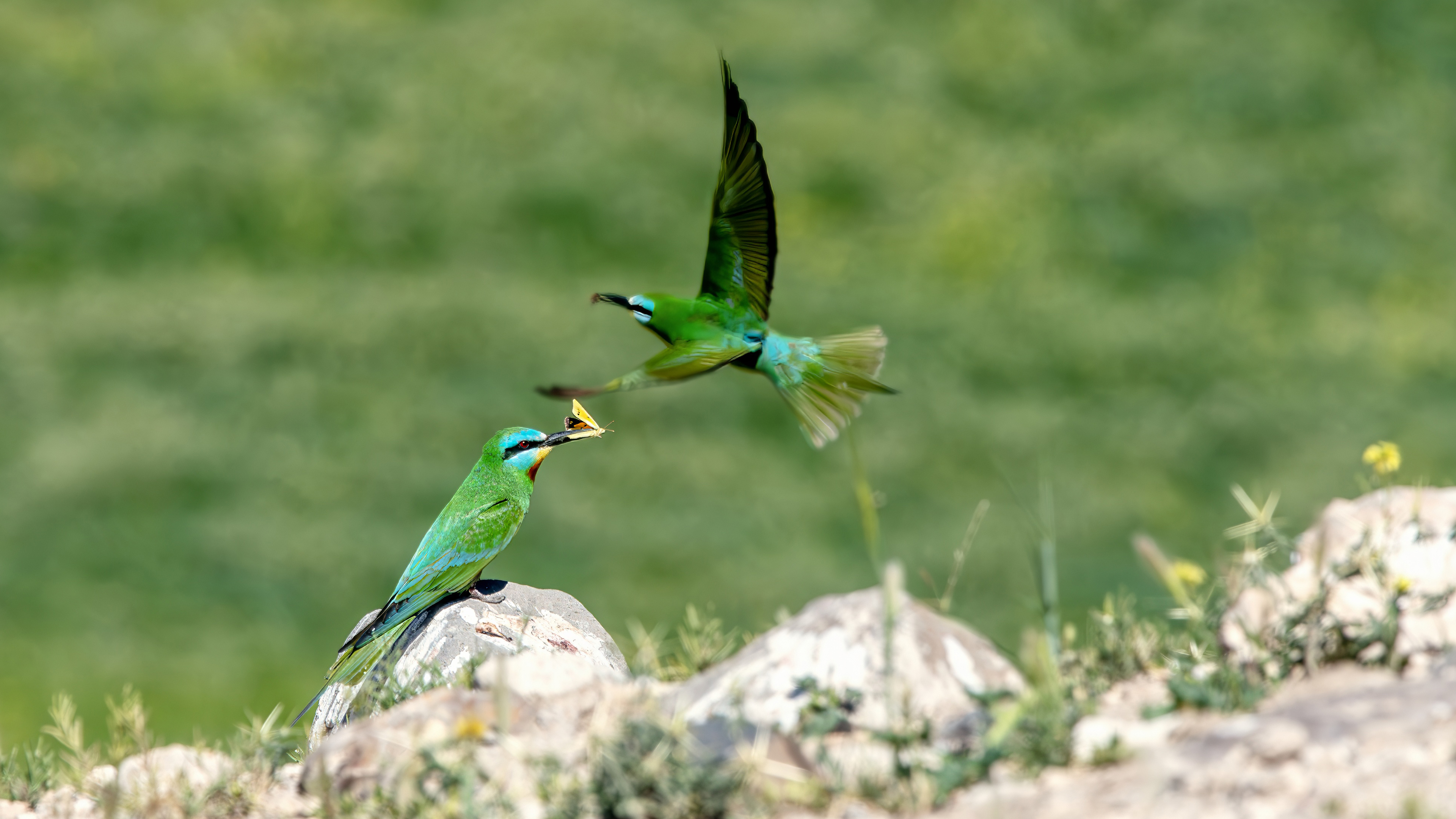 Blue-cheeked Bee-eater